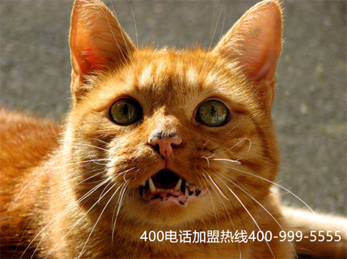 (移動,聯(lián)通,電信辦理400電話哪個好)(400電話辦理要怎么選代理商)
